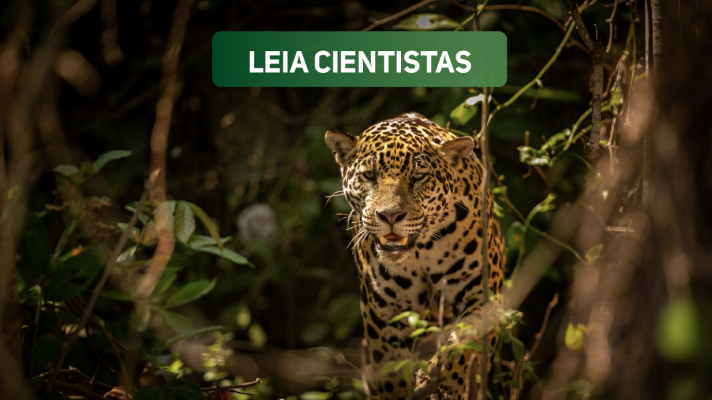Estudo analisou a circulação de 12 diferentes vírus em amostras de carnívoros selvagens atropelados em rodovias dos biomas Cerrado e Pantanal durante 2017 a 2023